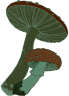 Mushrooms