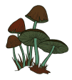 Mushrooms